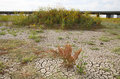 Yolo Bypass 0345