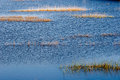 Yolo Bypass 2442