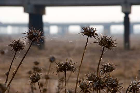 Yolo Bypass 1673