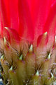 Echinopsis Huascha 3206